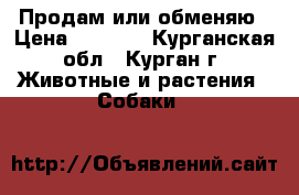 Продам или обменяю › Цена ­ 3 000 - Курганская обл., Курган г. Животные и растения » Собаки   